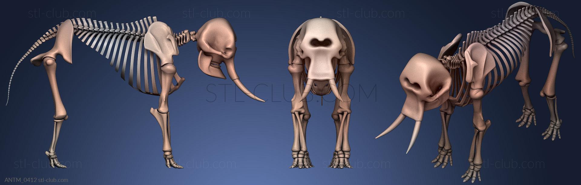 Скелет слона, Анатомия скелеты и черепа 3D модель для ЧПУ: STL / MAX (obj)